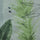 Mossman Green sheer fabric swatch